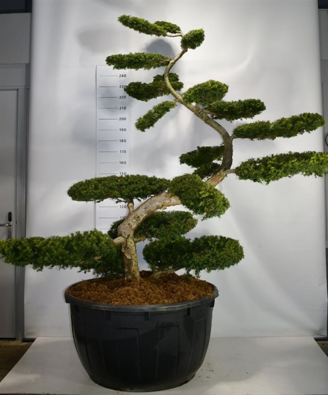 Idegran – Taxus baccata 'Summergold' - C500 200-225 cm. Bonsai