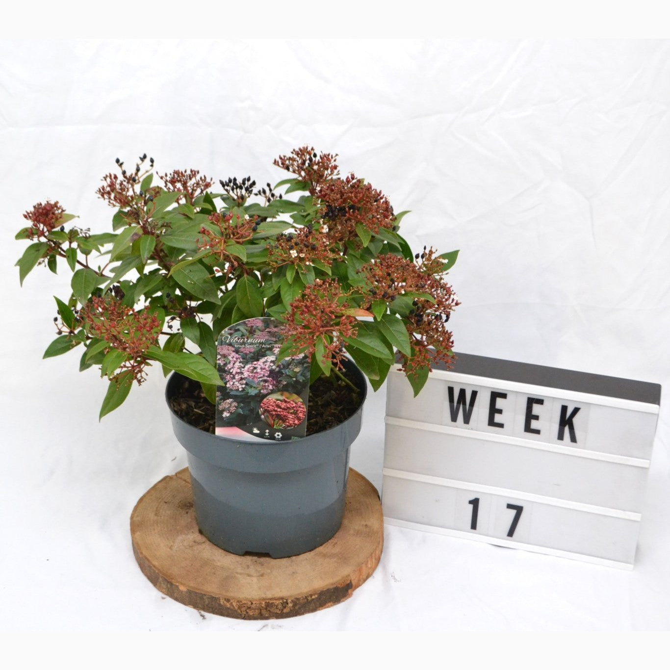 Glansolvon – Viburnum tinus 'Spirit' - C5 40-50 CM