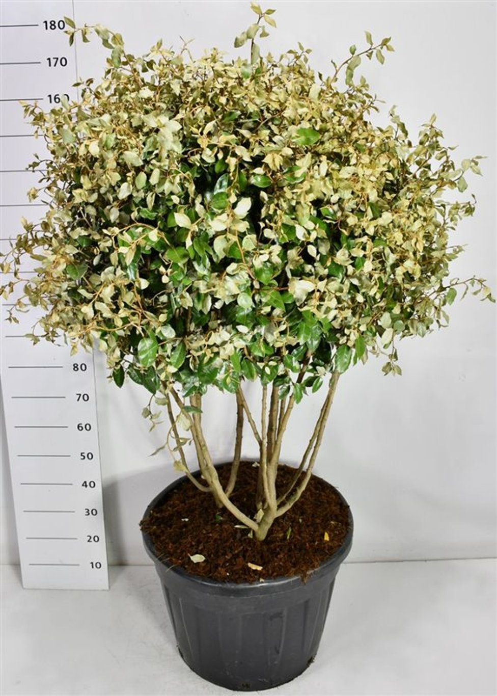 Silverolvon – Elaeagnus ebbingei - C90 120-130 cm. Meerstammig