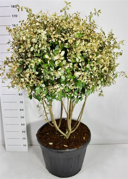 Silverolvon – Elaeagnus ebbingei - C90 120-130 cm. Meerstammig