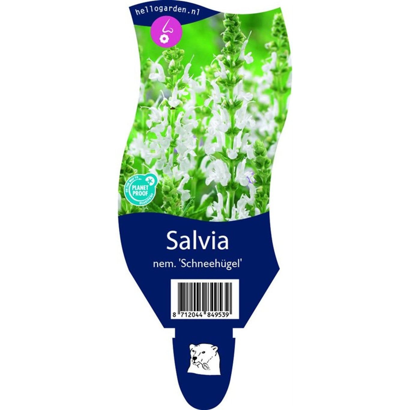 Stäppsalvia – Salvia nemorosa 'Schneehügel' - P11