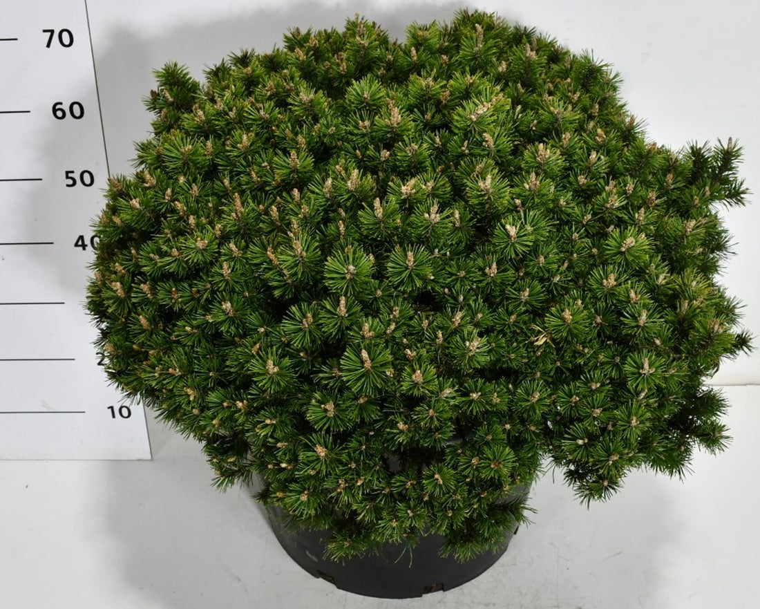 Bergtall – Pinus mugo &