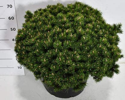 Bergtall – Pinus mugo &