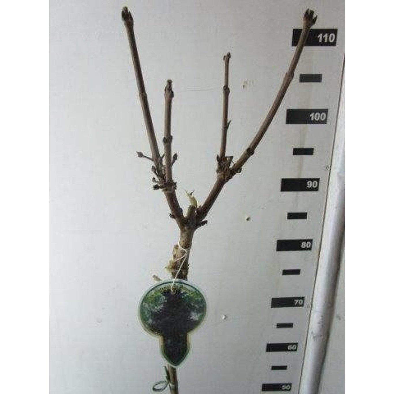 Skogslönn – Acer plat. 'Royal Red' - 80 CM Stem C5