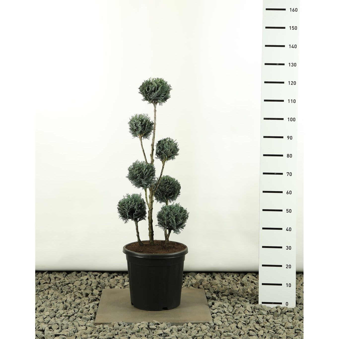 Ädelcypress – Chamaecyparis lawsoniana 'Pelt's Blue' - 80-100 CM PonPon EXTRA in Cont.