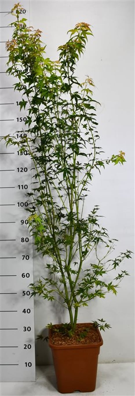 Japansk lönn – Acer palmatum 'Katsura' - C15 125/+ cm.