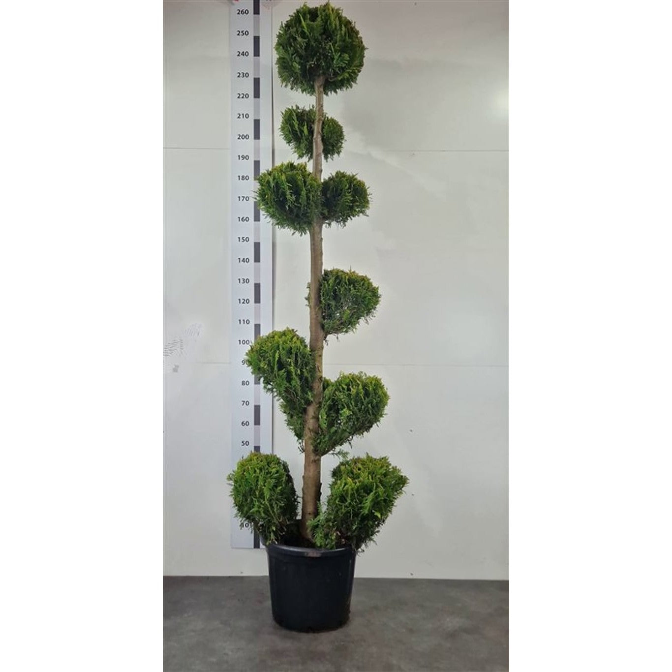Ädelcypress – Chamaecyparis lawsoniana 'Yvonne' - 200-220 CM Pon Pon Container