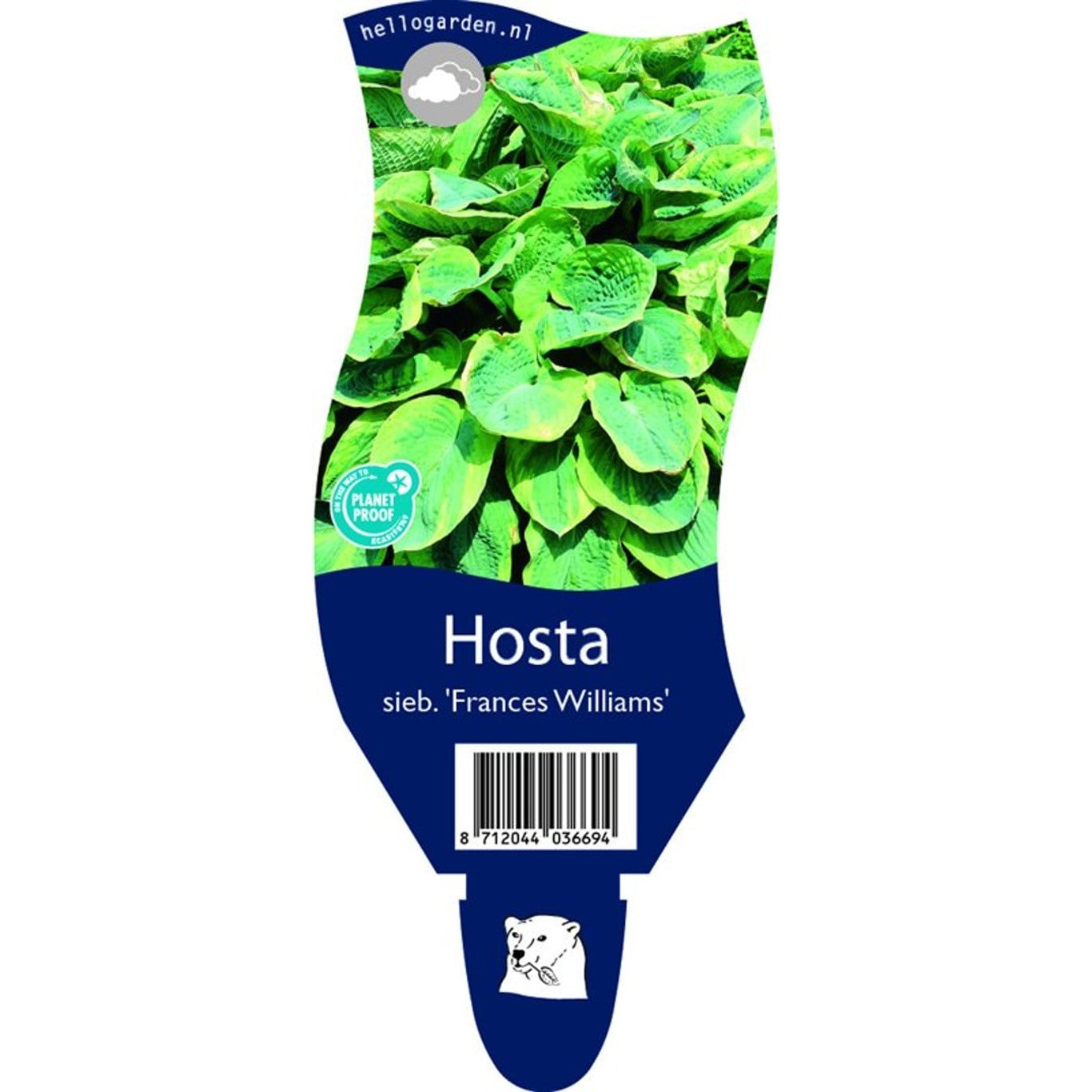 Funkia – Hosta sieboldiana 'Frances Williams' - P11