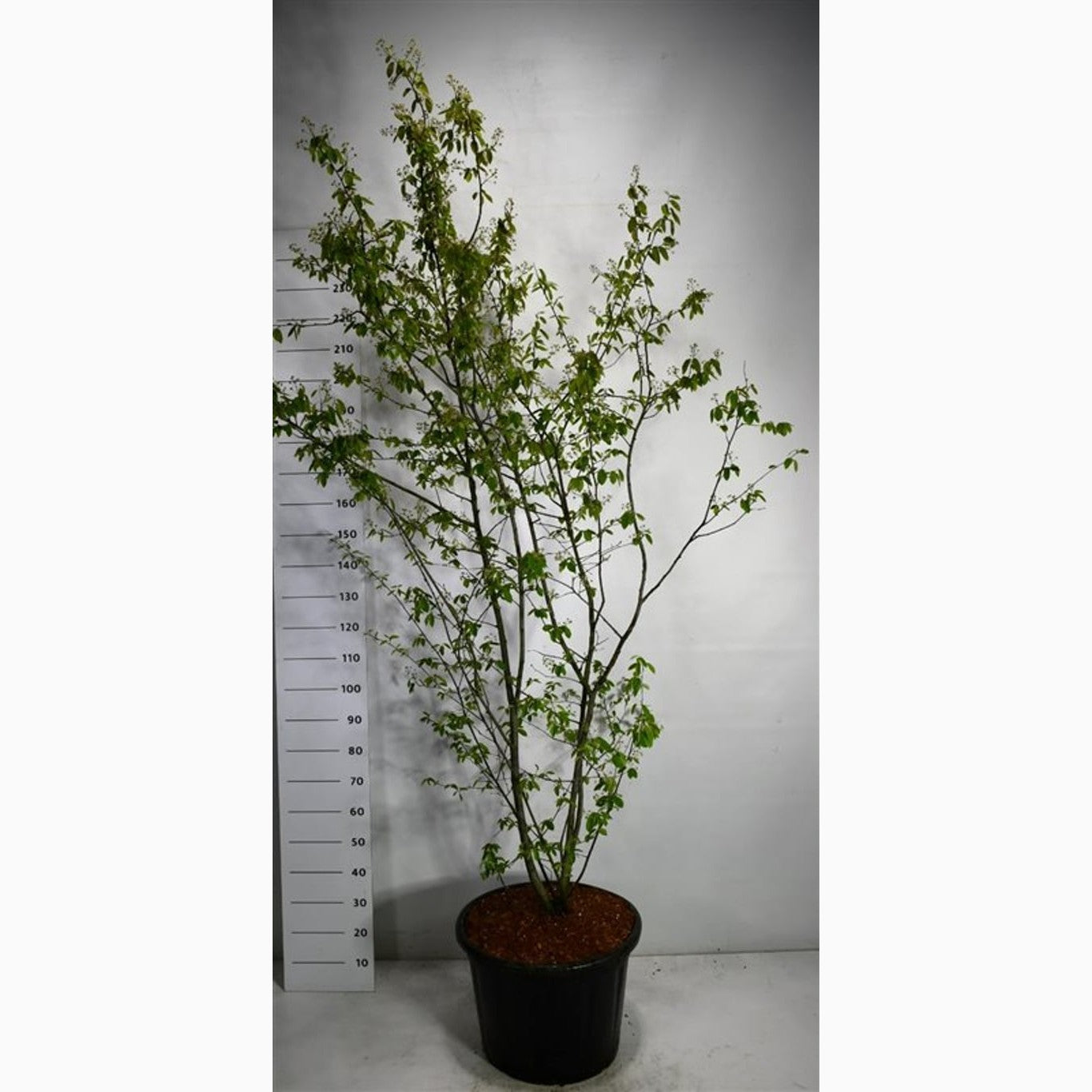 Häggmispel – Amelanchier lamarckii - C65 175-200 CM