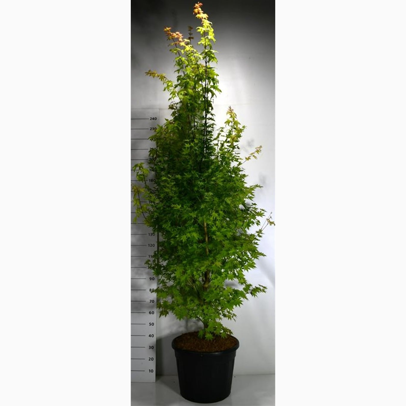Skogslönn – Acer plat. 'Summershade' - C70 200-225 CM