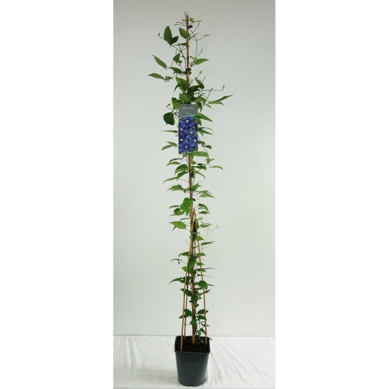 Klematis – Clematis 'Multi Blue' - C5 125-175 CM Stick