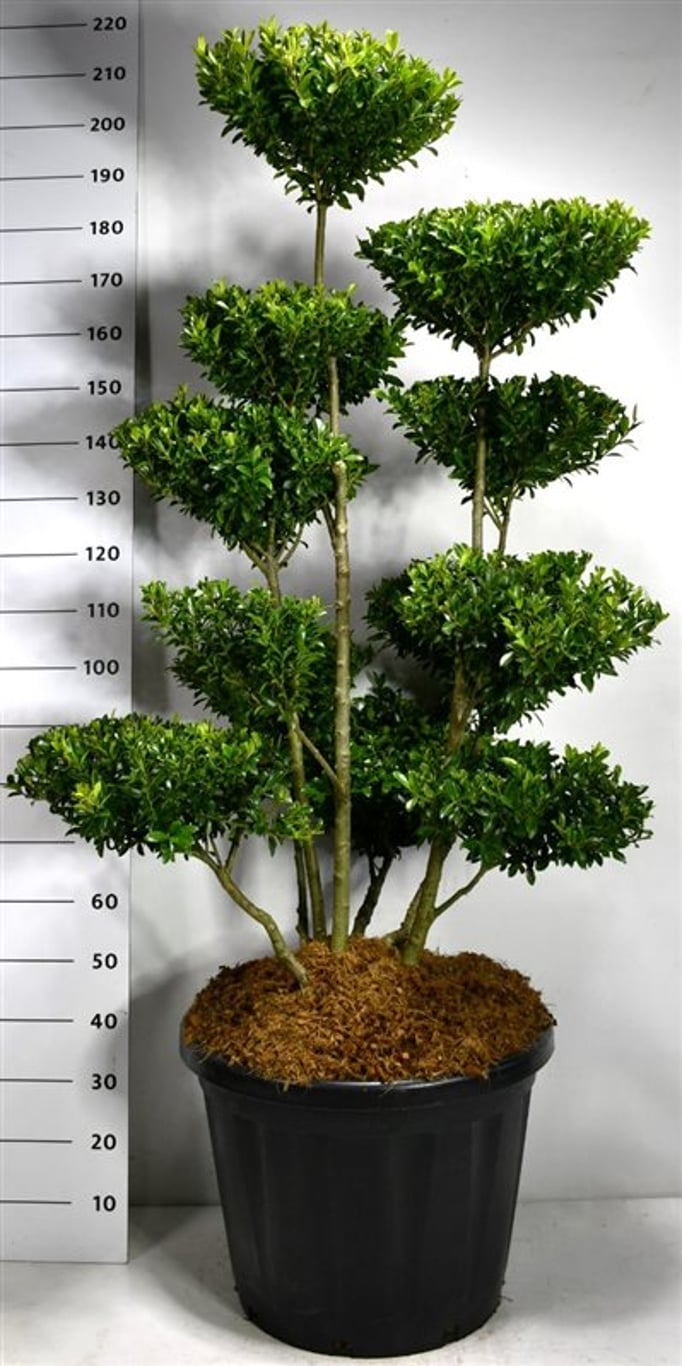 Ilex maximowicziana kanehirae - C80 125-150 cm. Bonsai