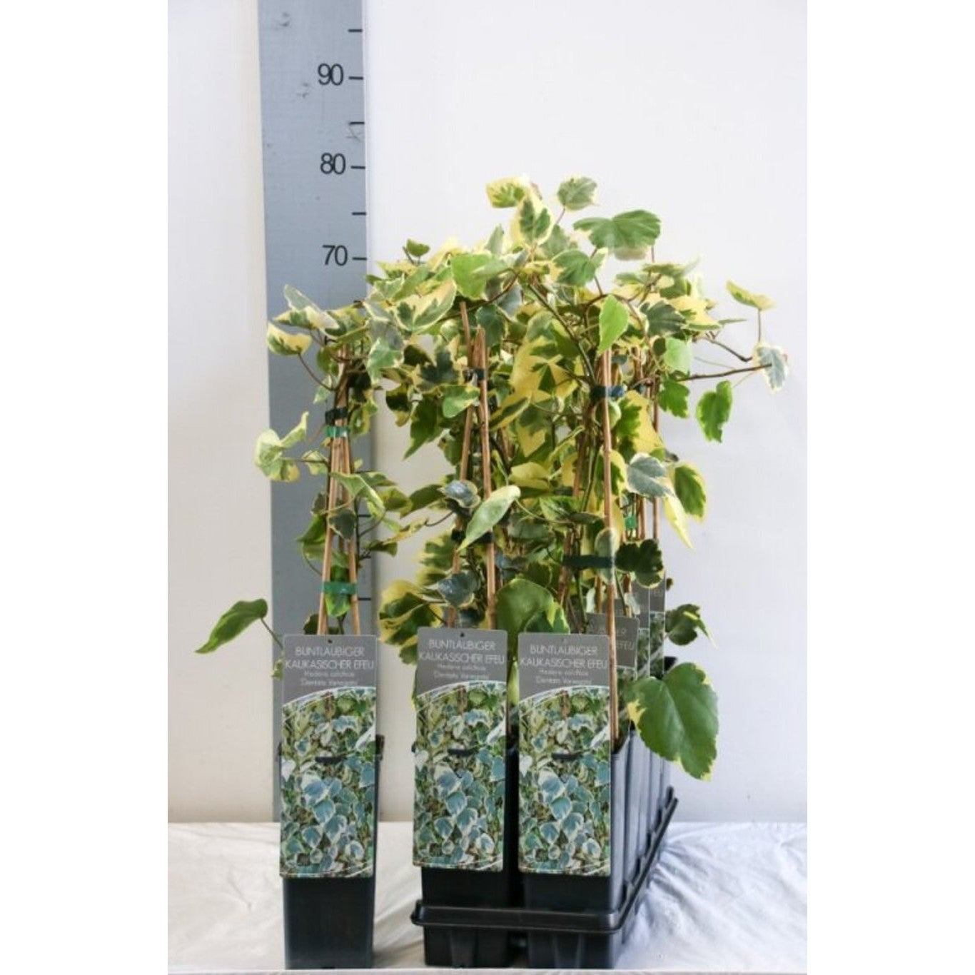 Persisk murgröna – Hedera colchica 'Dentata Variegata' - C2 50-60 CM 3 Stick