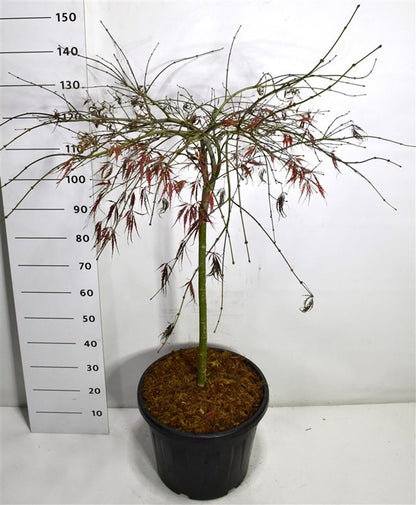 Japansk lönn – Acer palmatum &