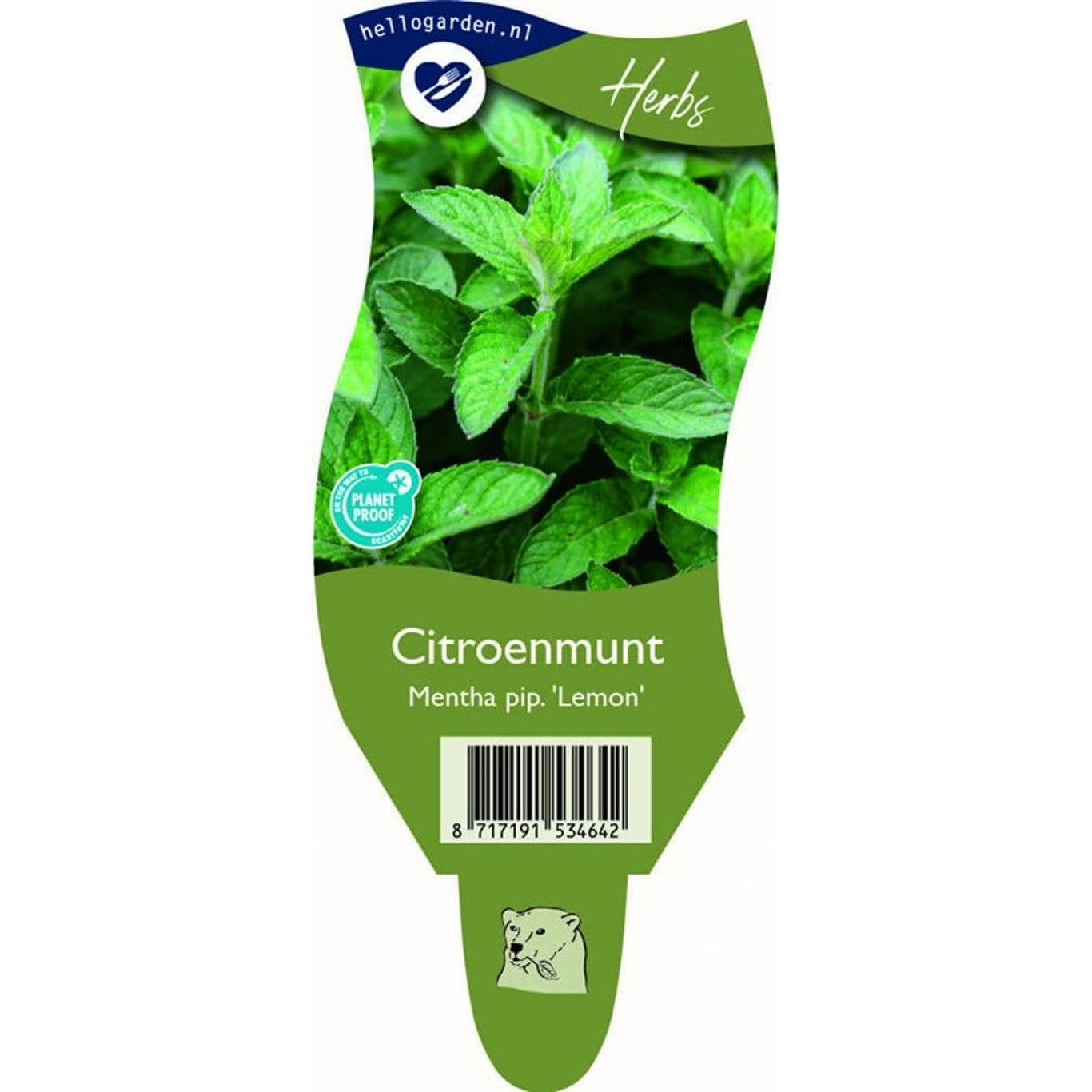 Pepparmynta – Mentha piperita 'Lemon' - P11