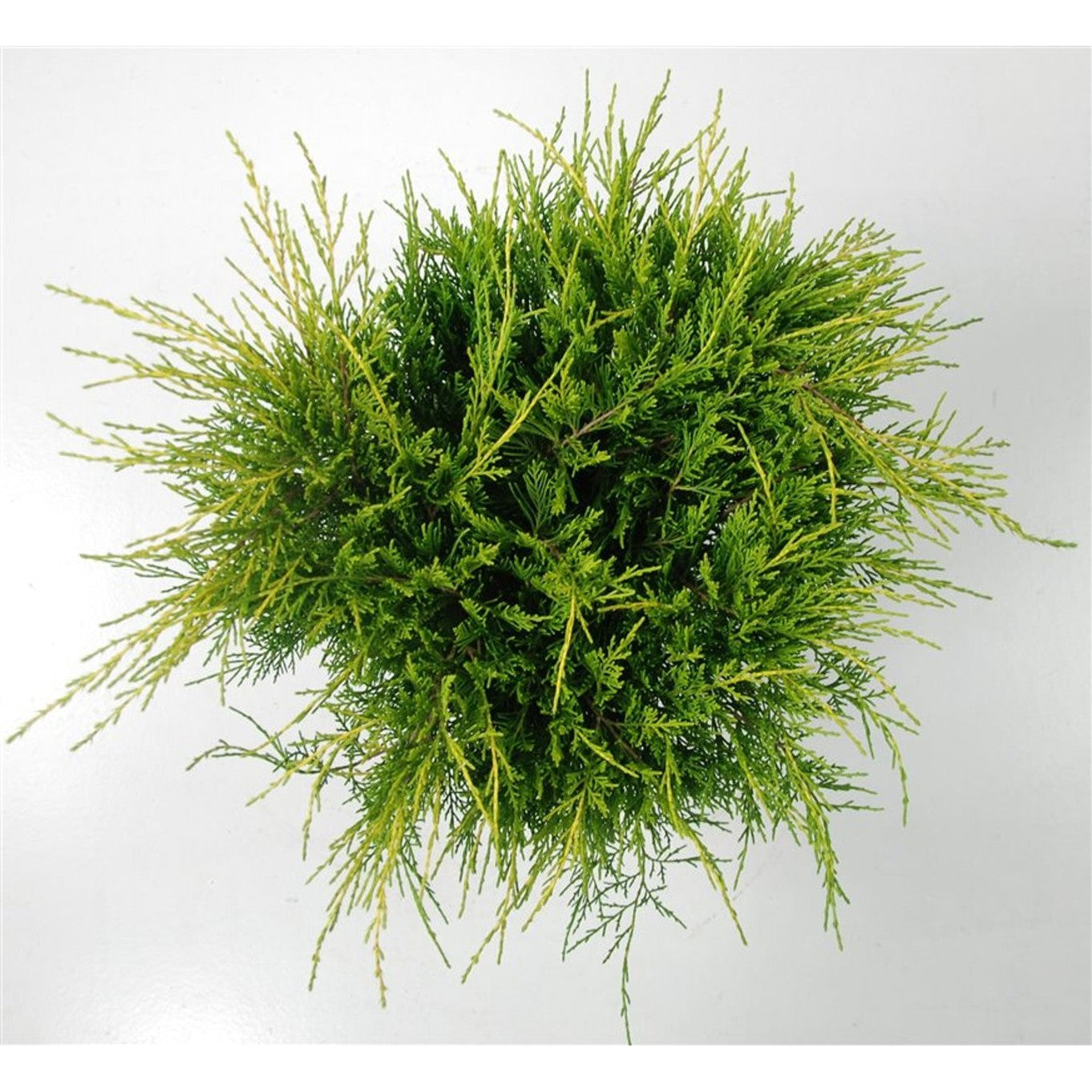 Pfitzer-en – Juniperus pfitzeriana 'Old Gold' - C5 30-40 cm.