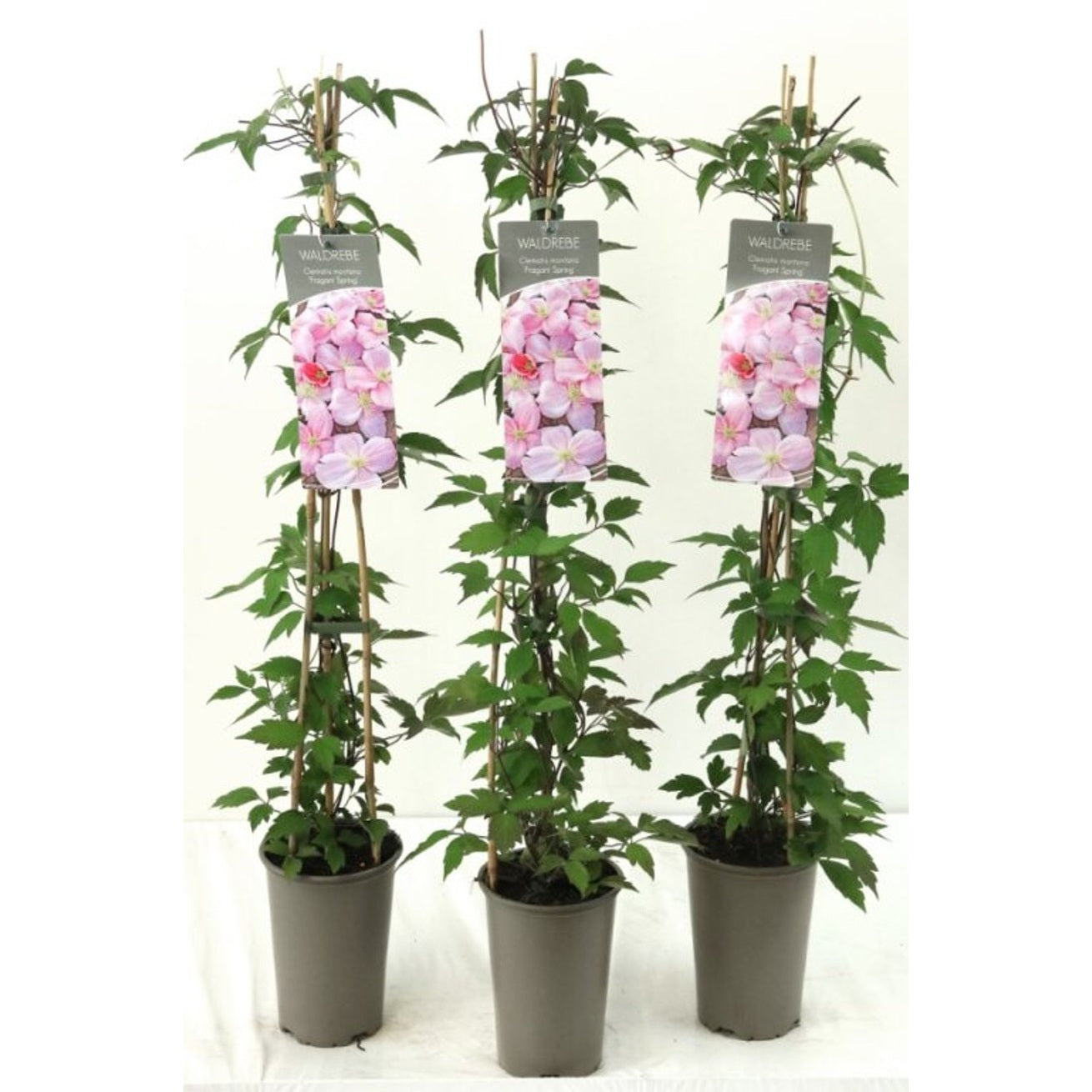 Klematis – Clematis 'Fragrant Spring' - C2 60-80 CM Stick