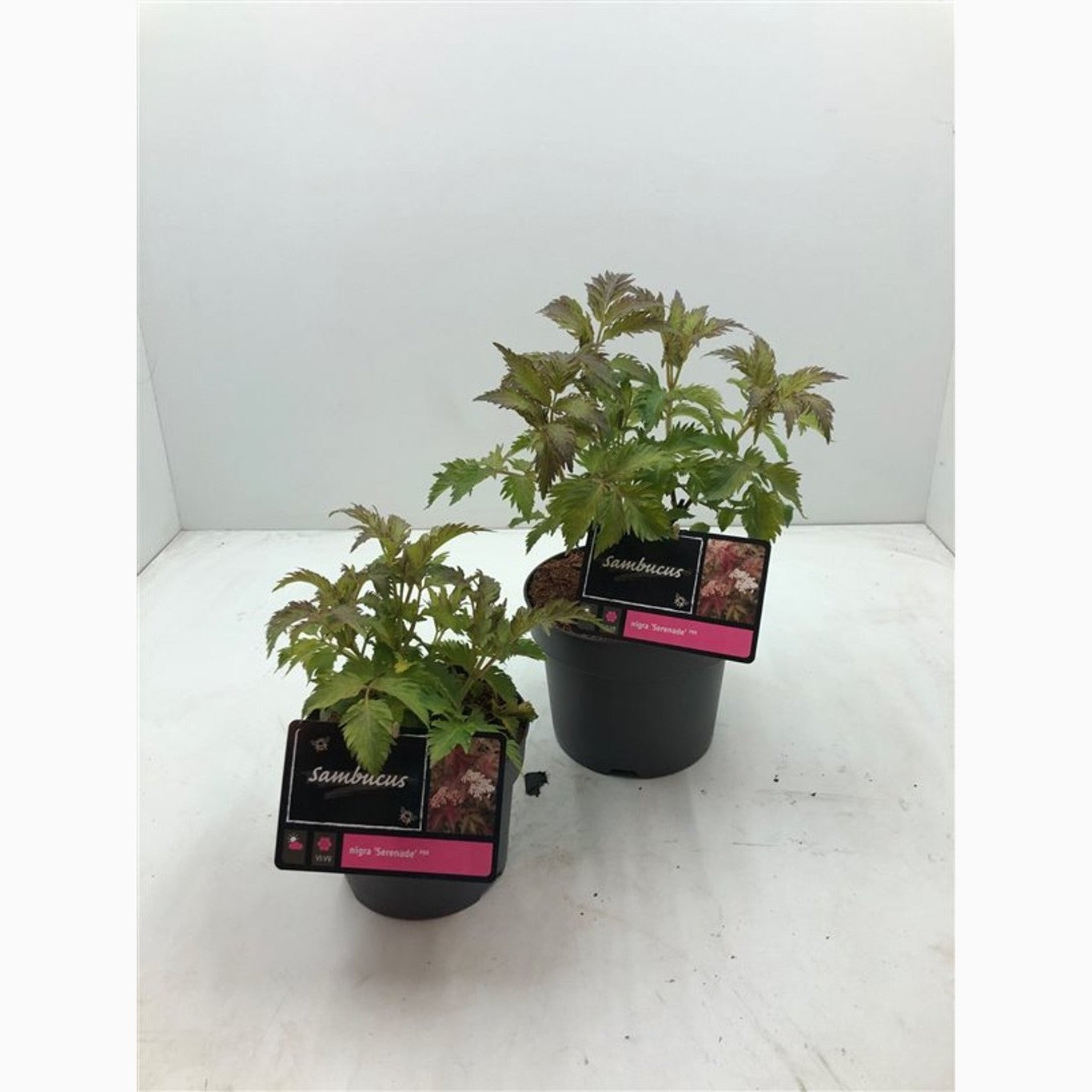 Fläder – Sambucus nigra 'Serenade' - C3