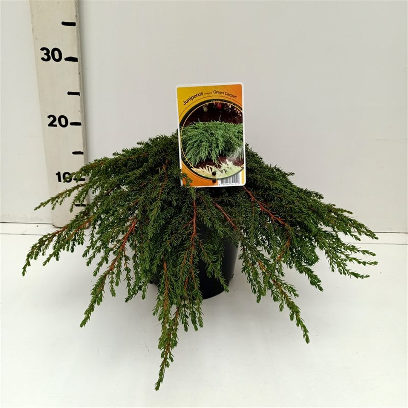 En – Juniperus communis 'Green Carpet' - C3 30-40 CM