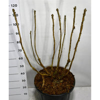 Sammets­hortensia – Hydrangea sargentiana - C45 100-125 cm.