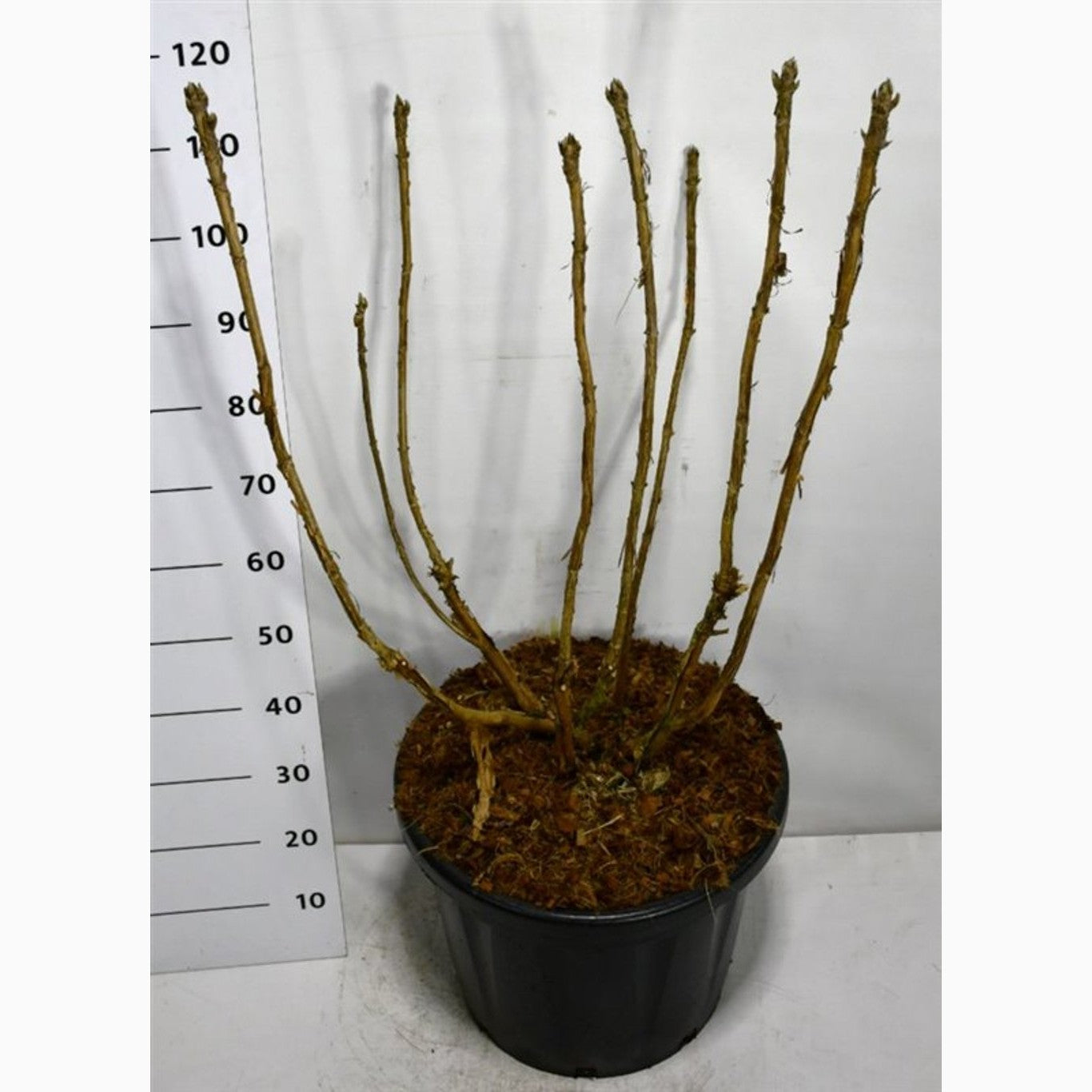 Hortensia – Hydrangea aspera 'Goldrush' - C45 100-125 CM