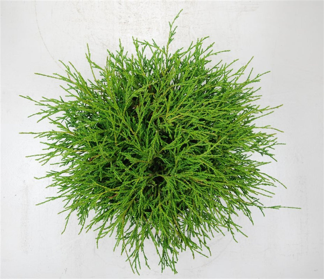 Ädelcypress – Chamaecyparis pisifera &