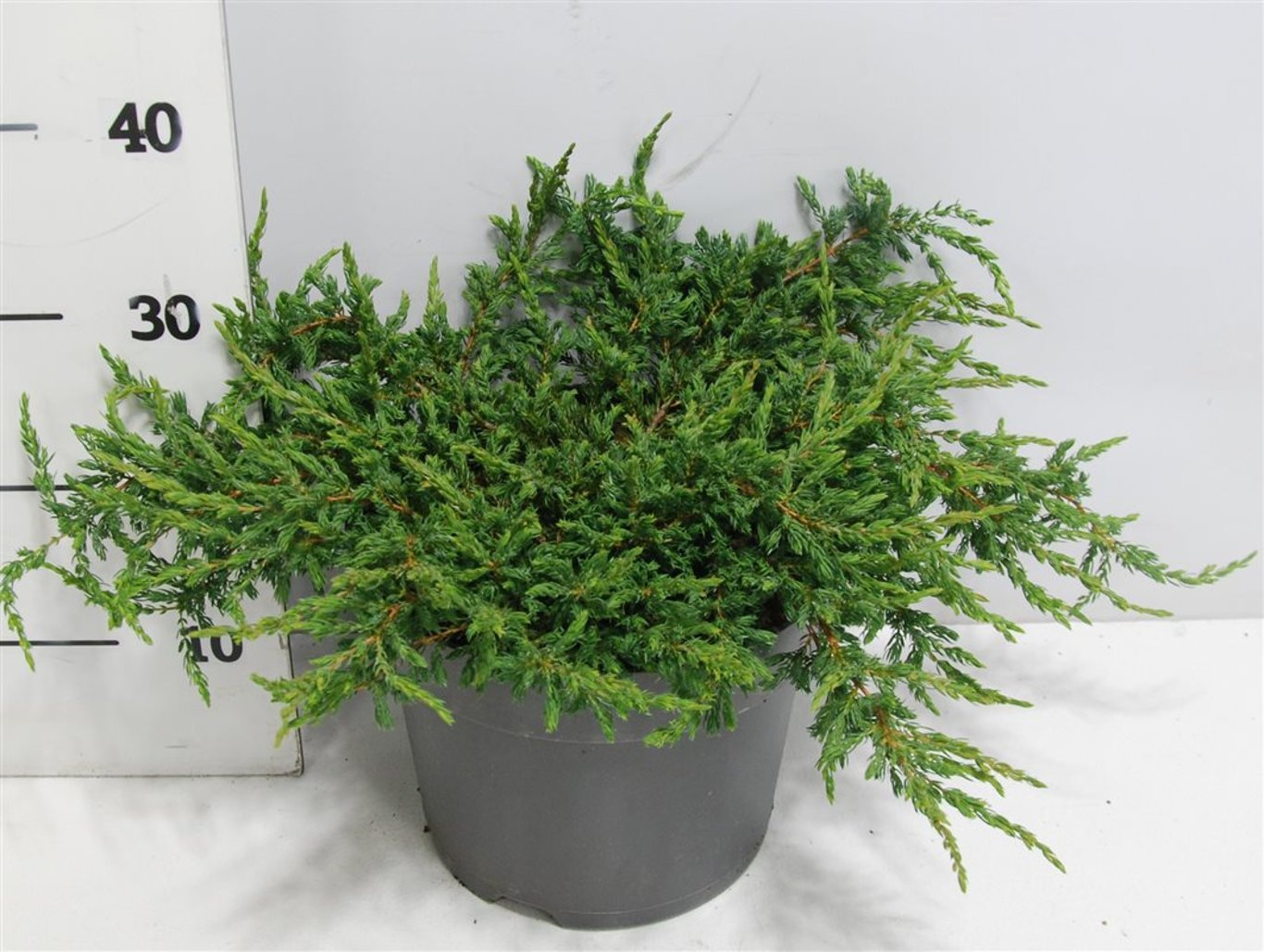 En – Juniperus communis 'Repanda' - C7.5 40-50 cm.