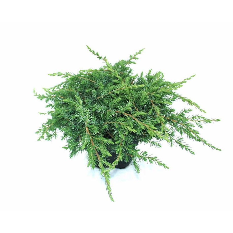 Kryp-en – Juniperus conferta 'Schlager' - C2
