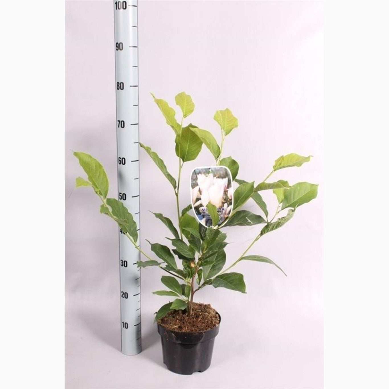 Magnolia – Magnolia soulangeana 'Superba' - C3 50-60 CM