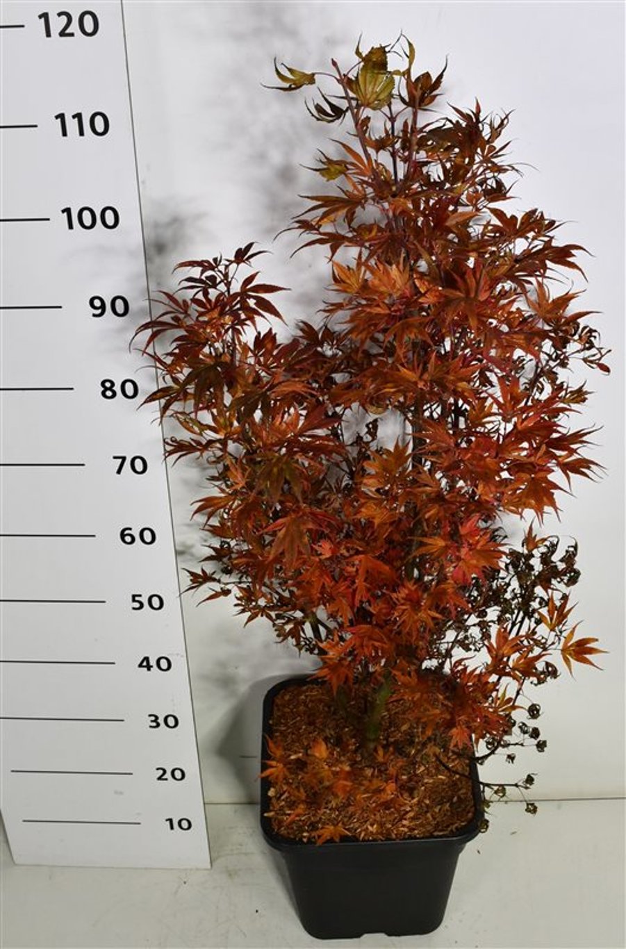 Japansk lönn – Acer palmatum &