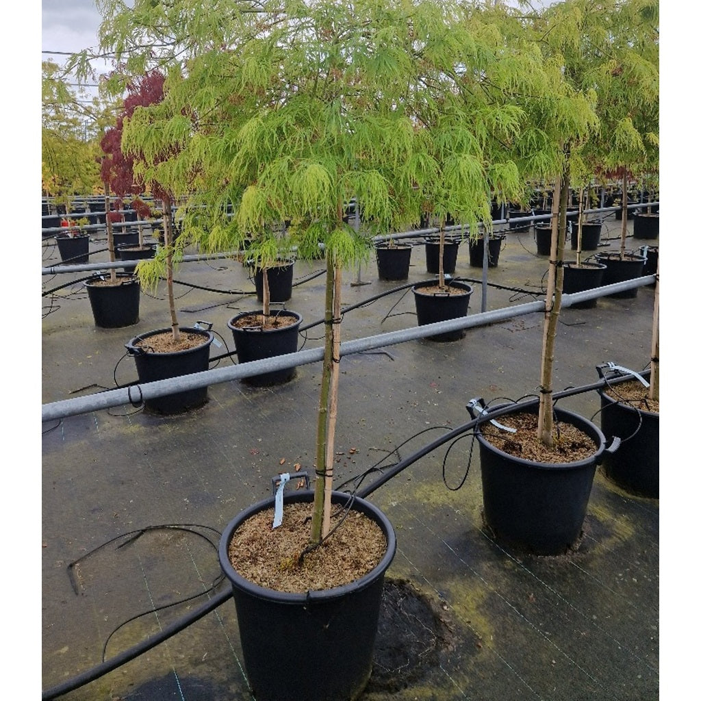 Japansk lönn – Acer pal. 'Dissectum' - 90 CM Stem C30