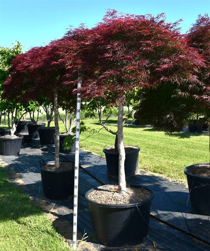 Japansk lönn – Acer palmatum &