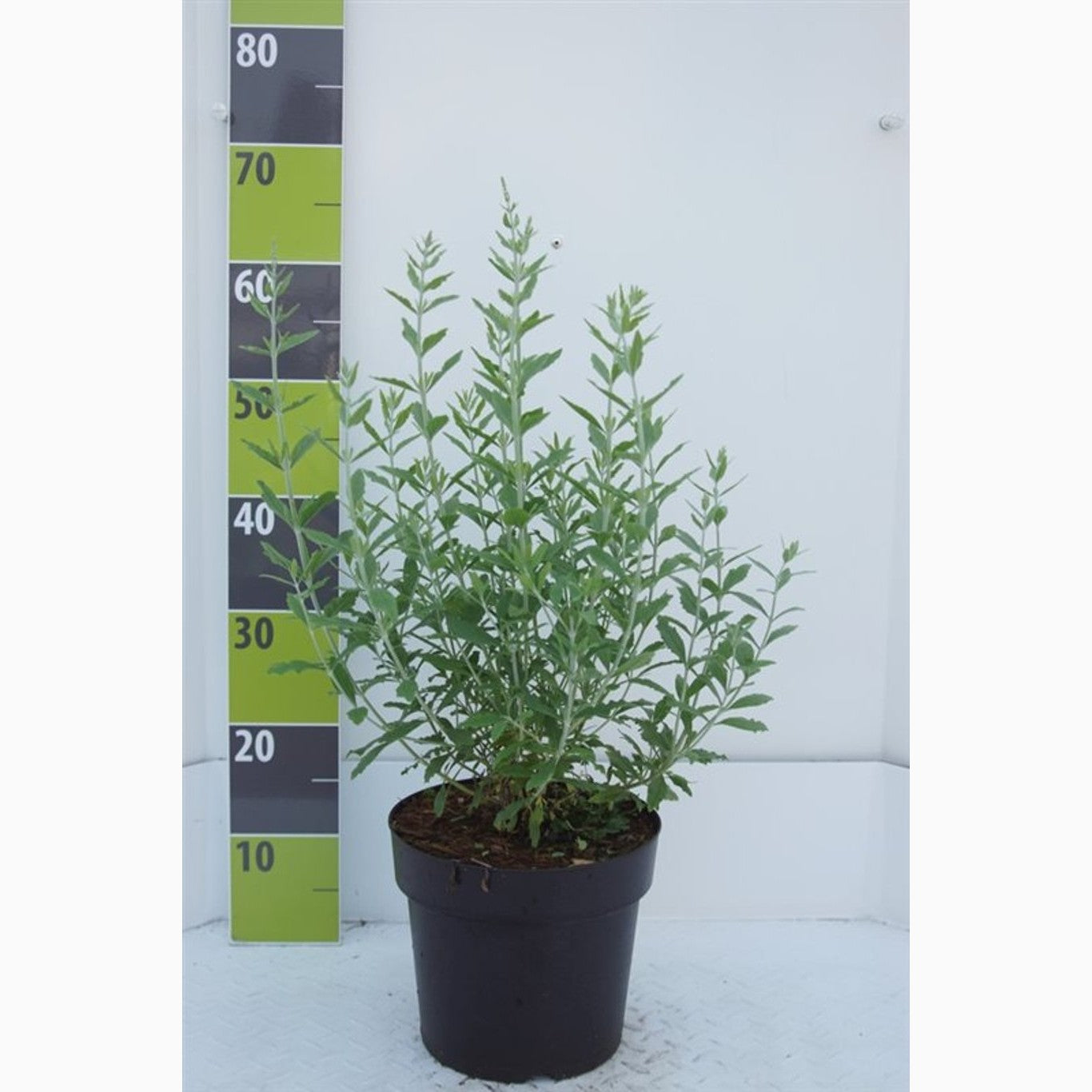 Perovskia – Perovskia atriplicifolia 'Little Spire' - C5 30-40 CM