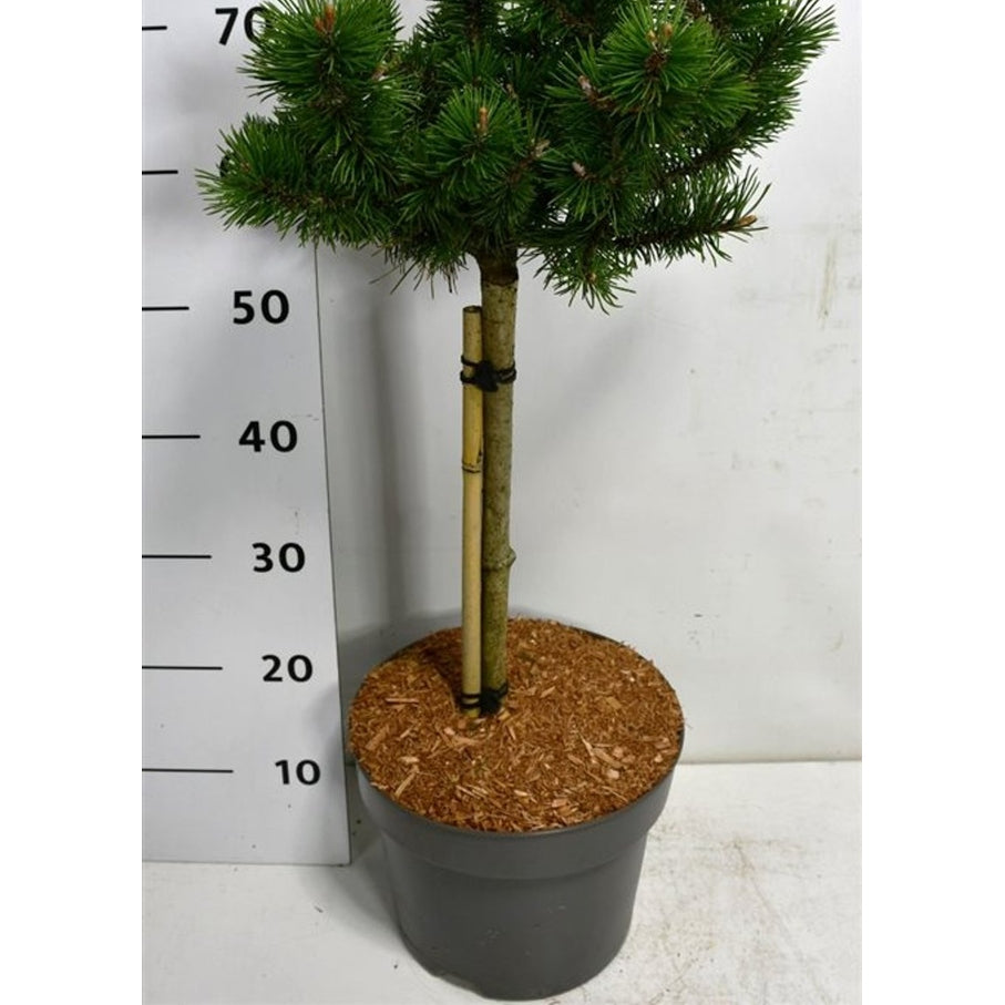 Bergtall – Pinus mugo 'Humpy' - 40 CM Stem C7.5