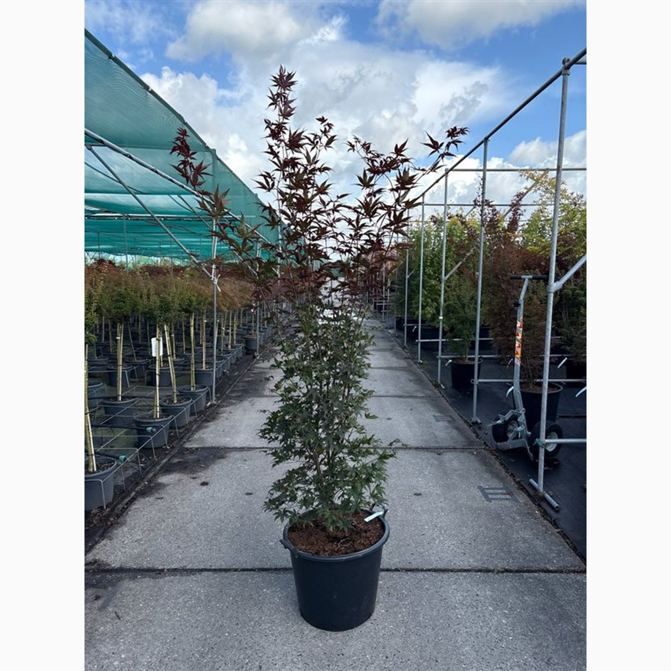 Japansk lönn – Acer pal. 'Bloodgood' - C65 175-200 CM