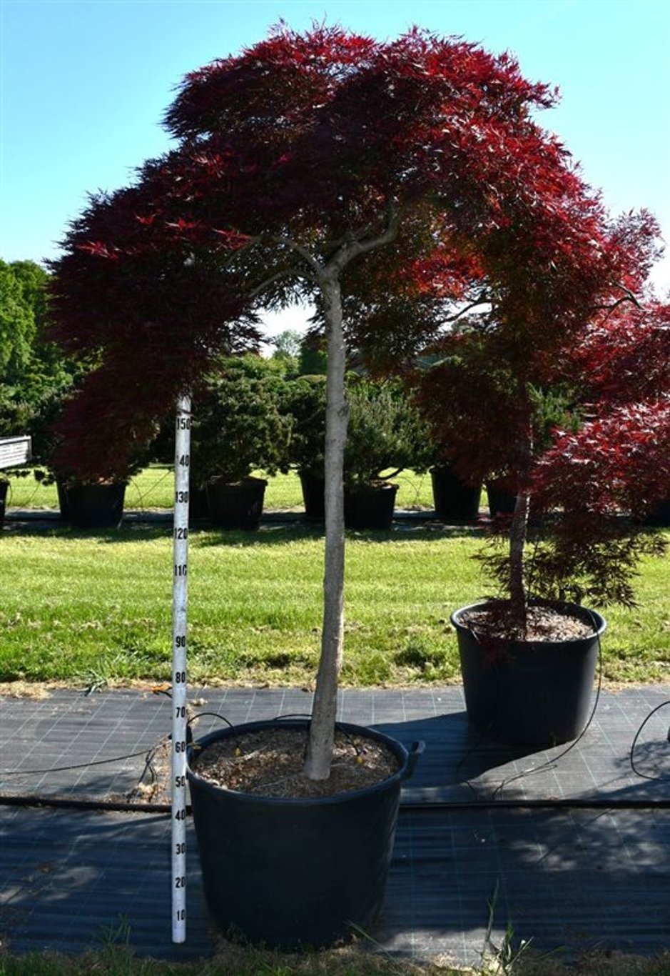 Japansk lönn – Acer palmatum &