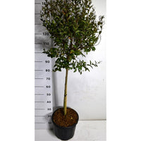 Kreppmyrten – Lagerstroemia indica 'Double Feature' - C15 80 cm. Stam