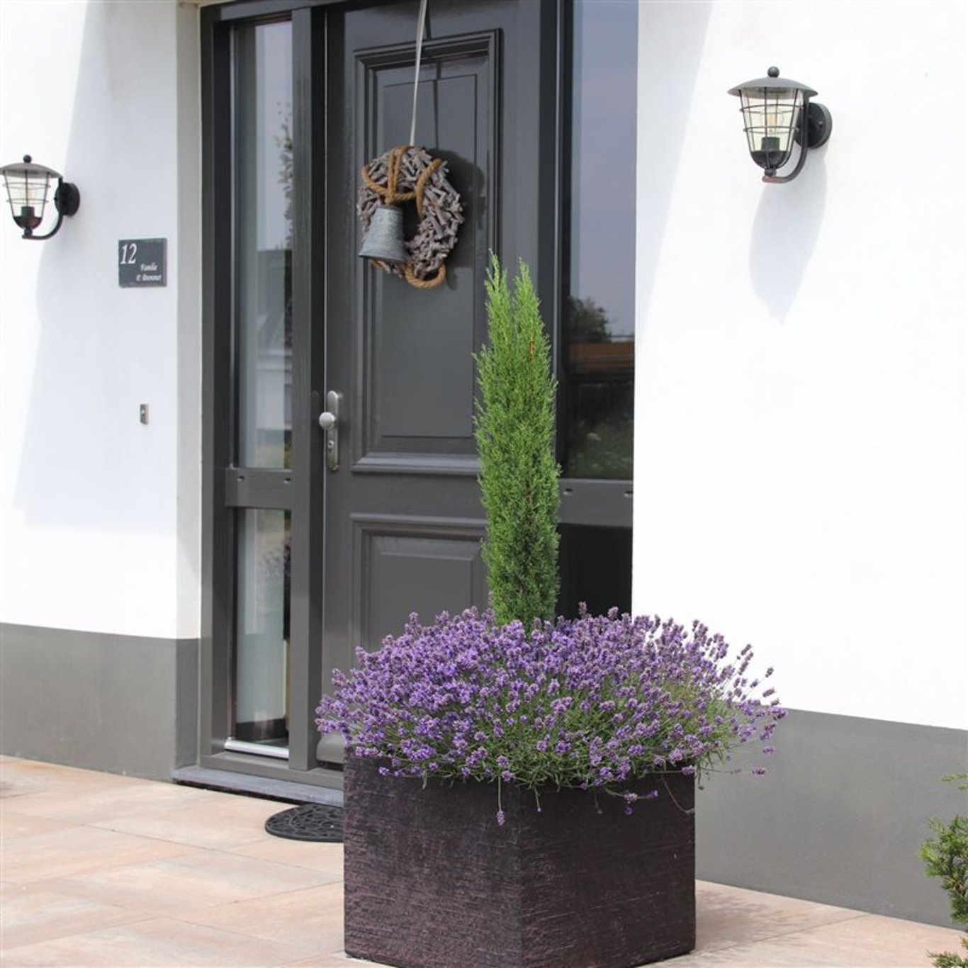 Italiensk cypress – Cupressus sempervirens 'Totem' - C3 30-40 CM