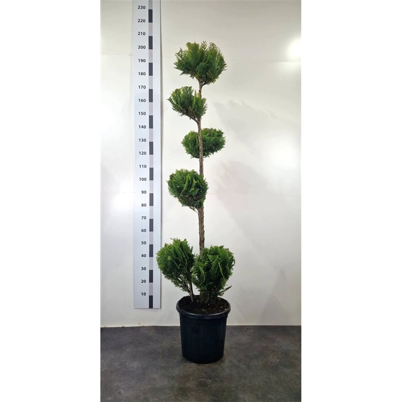 Ädelcypress – Chamaecyparis lawsoniana 'Stardust' - 160-180 CM Ponpon Cont.