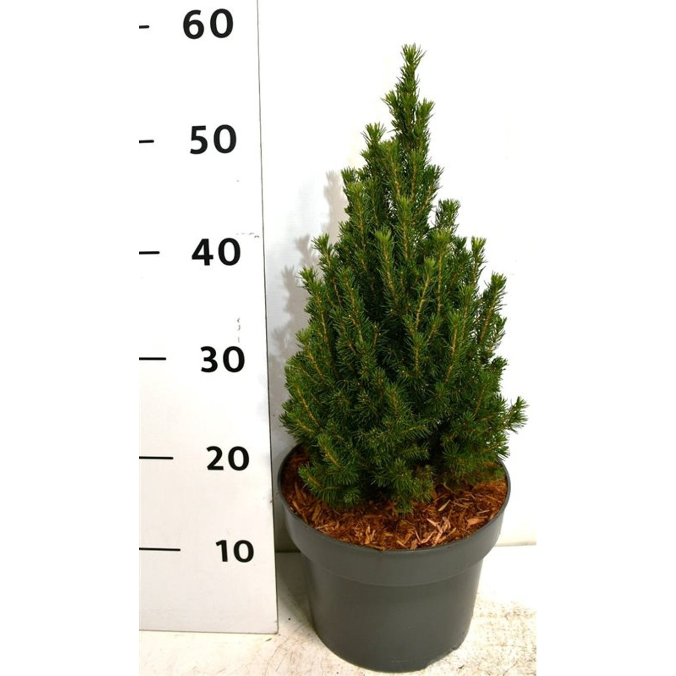 Vitgran – Picea glauca 'Zuckerhut' - C5 40-45 CM