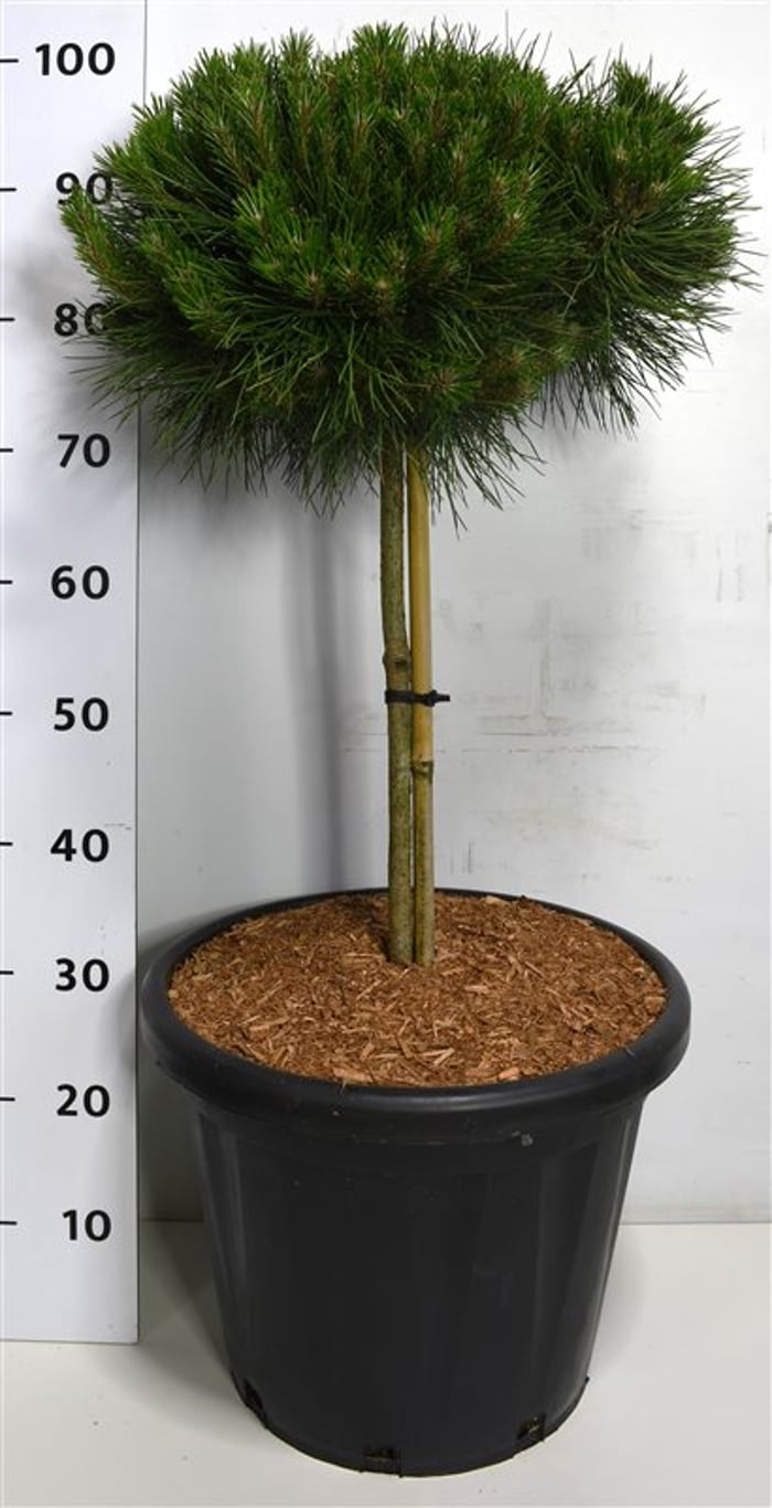 Svarttall – Pinus nigra &