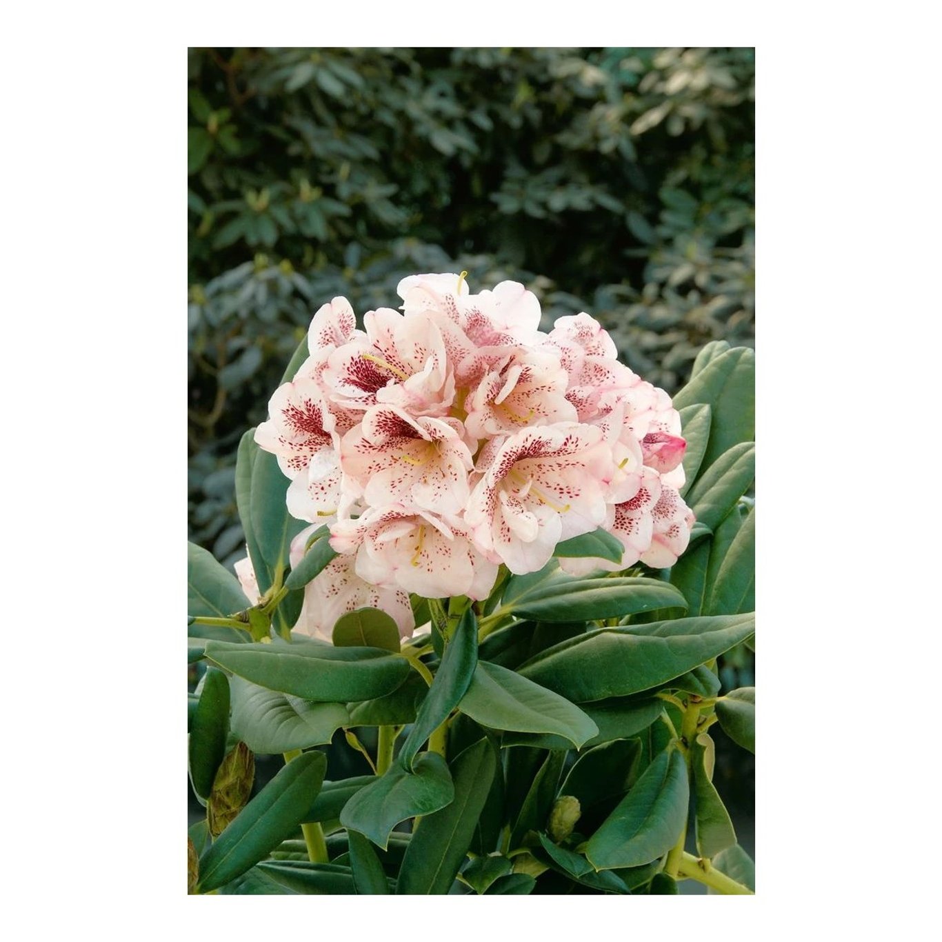 Rhododendron – Rhododendron (AM); 'Prinses Máxima' - C5 30-40 CM