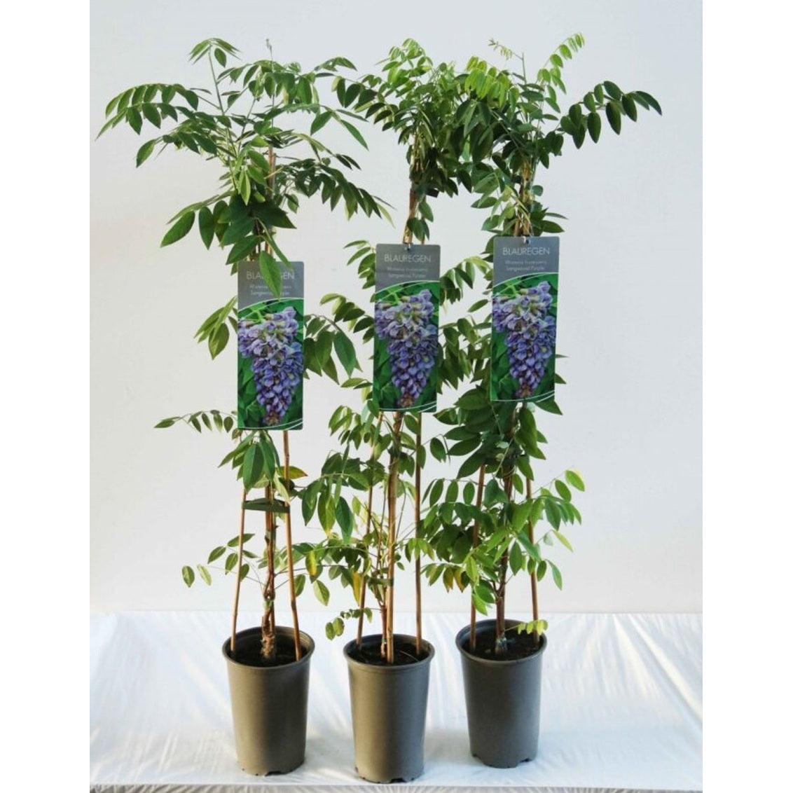 Blåregn – Wisteria frutescens 'Longwood Purple' - C2 60-80 CM Stick