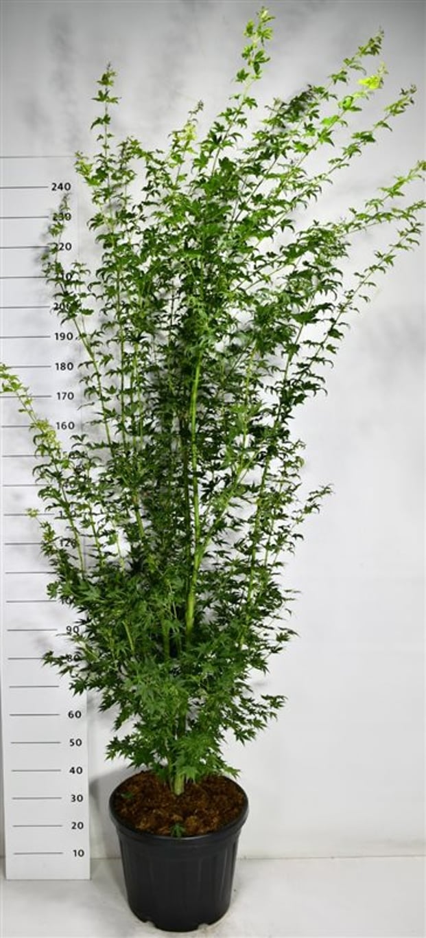 Japansk lönn – Acer palmatum &