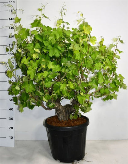 Vinranka – Vitis vinifera - C35 Bonsai
