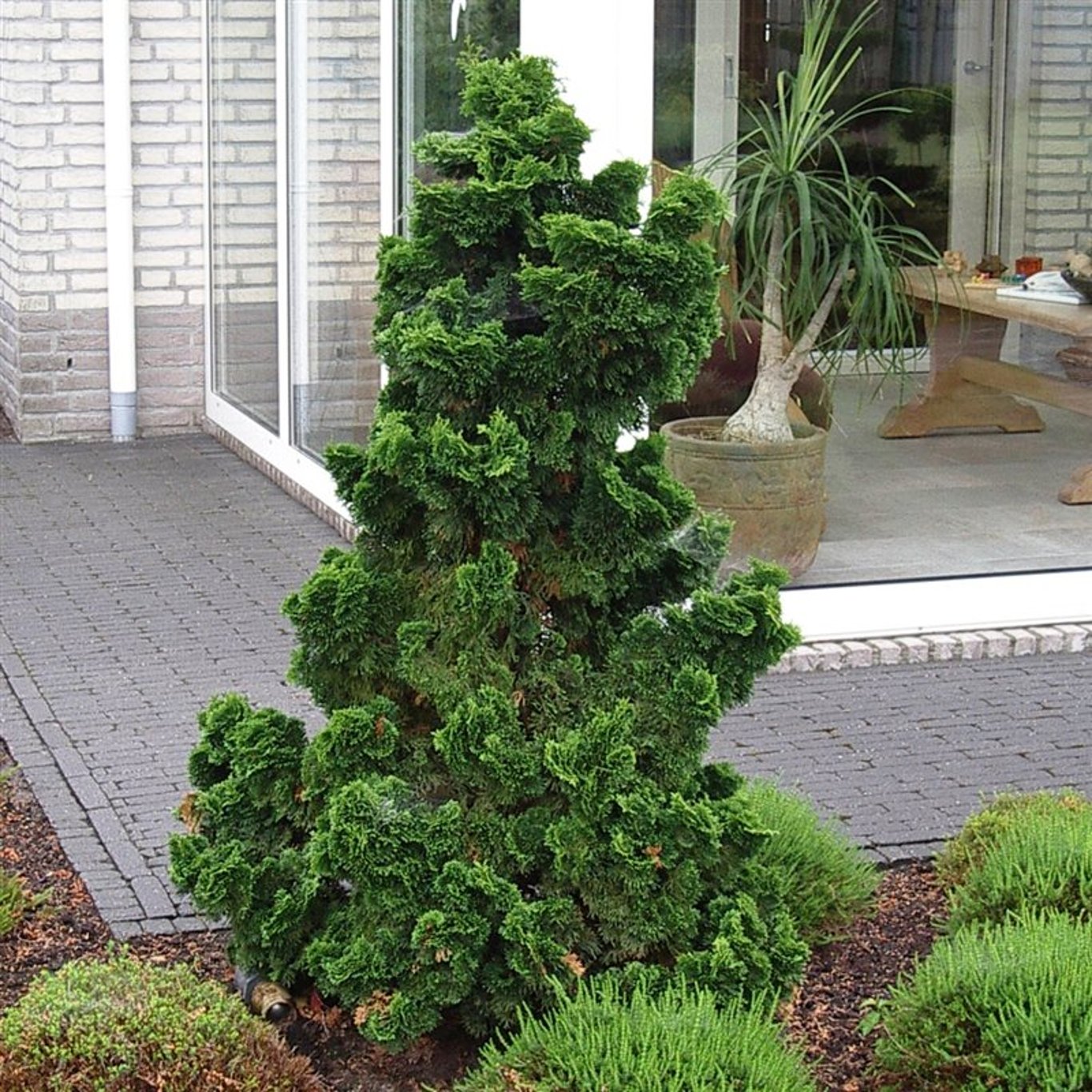 Ädelcypress – Chamaecyparis obtusa 'Nana Gracilis' - C3 20-25 CM