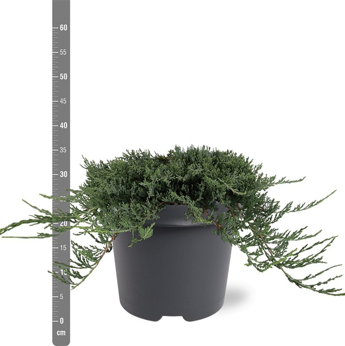 Kryp-en – Juniperus horizontalis 'Wiltonii' - C5 30-40 CM