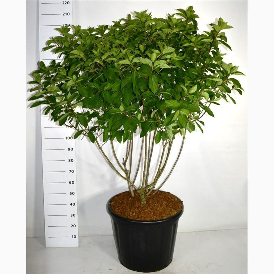 Syrenhortensia – Hydrangea paniculata &