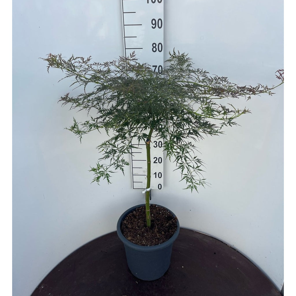 Japansk lönn – Acer pal. 'Pendulum Julian' - 50 CM Stem C15
