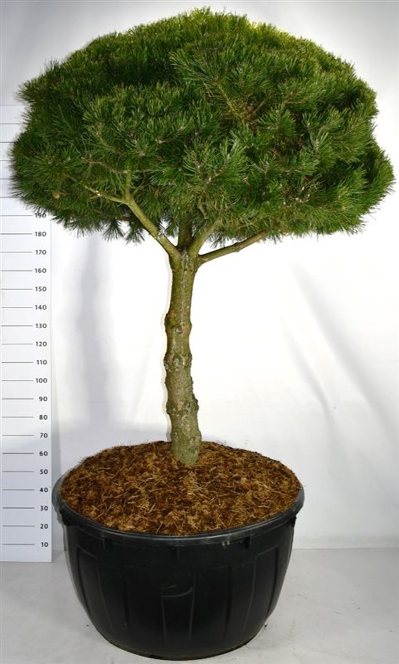 Bergtall – Pinus mugo &